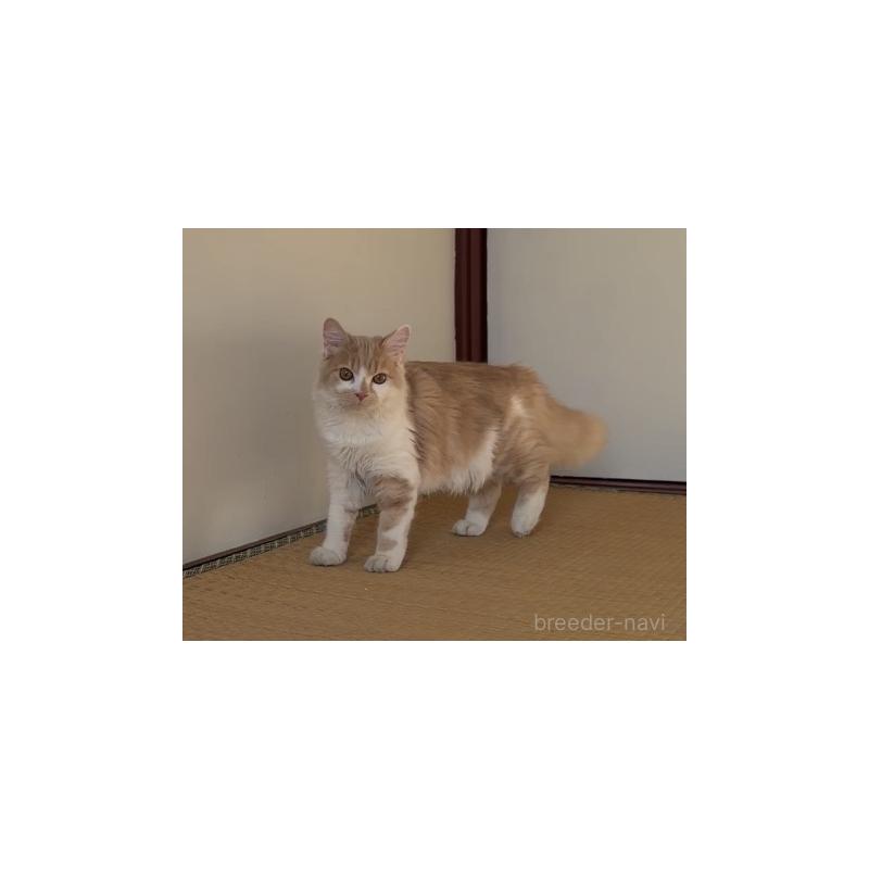 成約済の埼玉県のスコティッシュフォールド-124878の2枚目