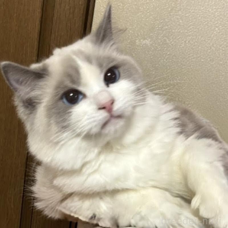 販売中の兵庫県のラグドール-90378の3枚目