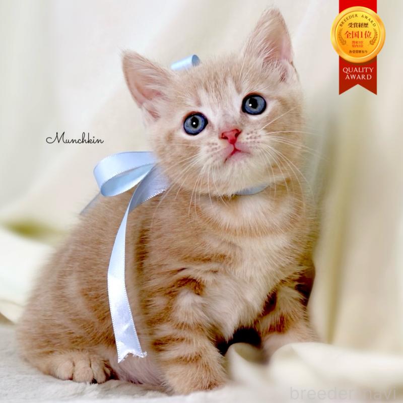 販売中の栃木県のマンチカン-135822の1枚目