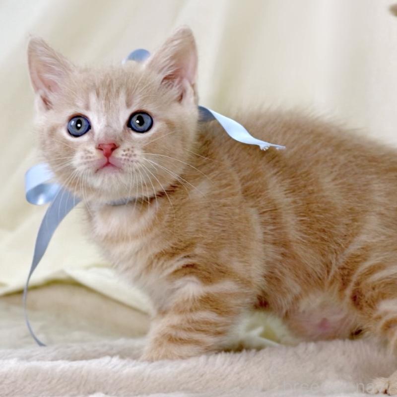 販売中の栃木県のマンチカン-135822の10枚目