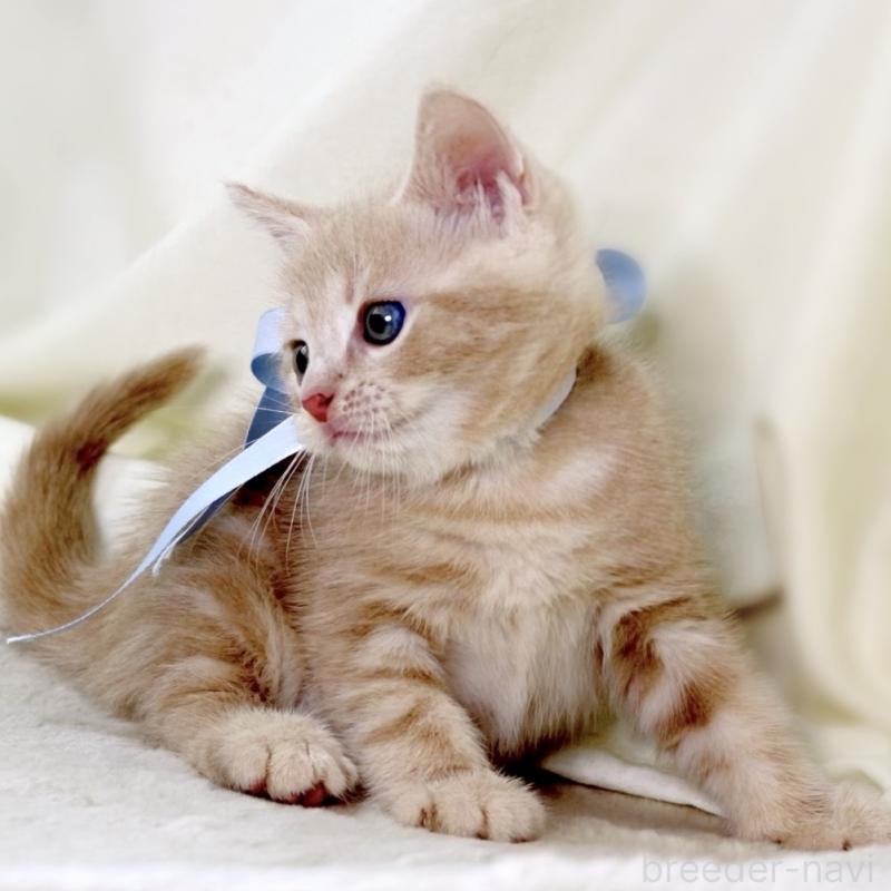 販売中の栃木県のマンチカン-135822の9枚目