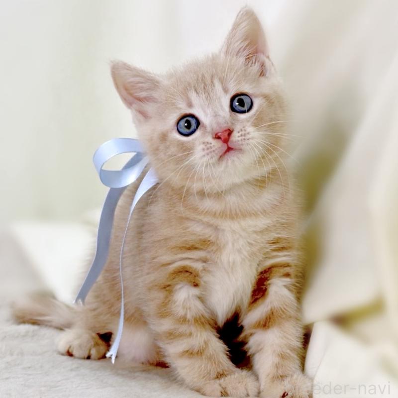 販売中の栃木県のマンチカン-135822の6枚目