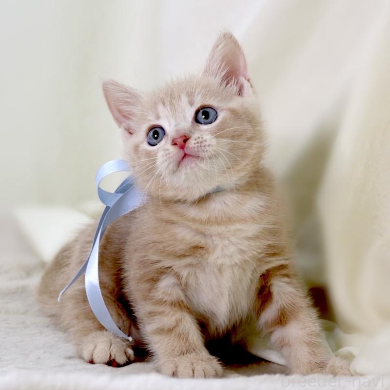 販売中の栃木県のマンチカン-135822の5枚目