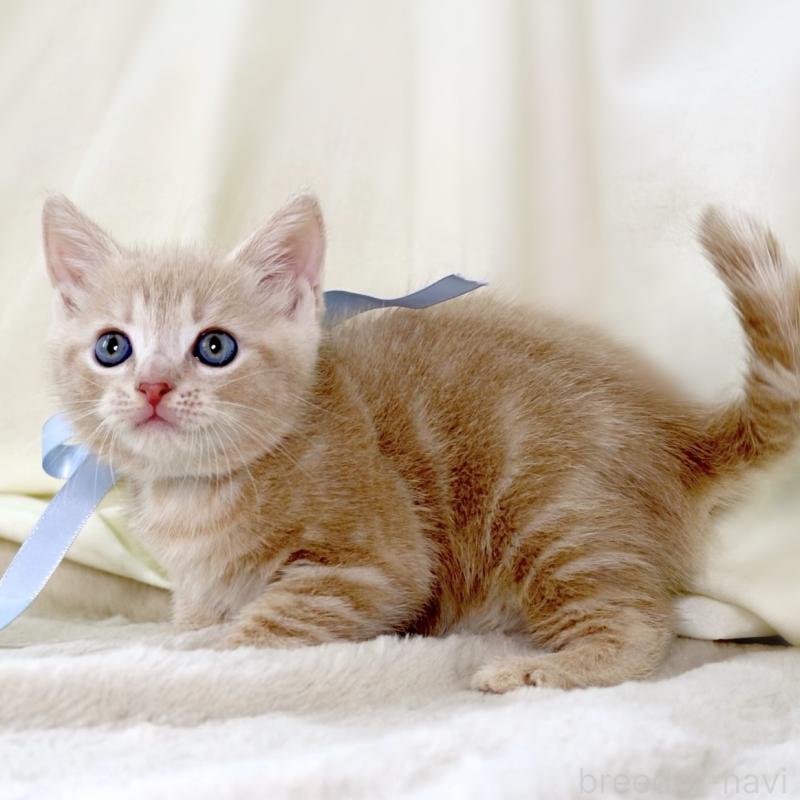 販売中の栃木県のマンチカン-135822の4枚目