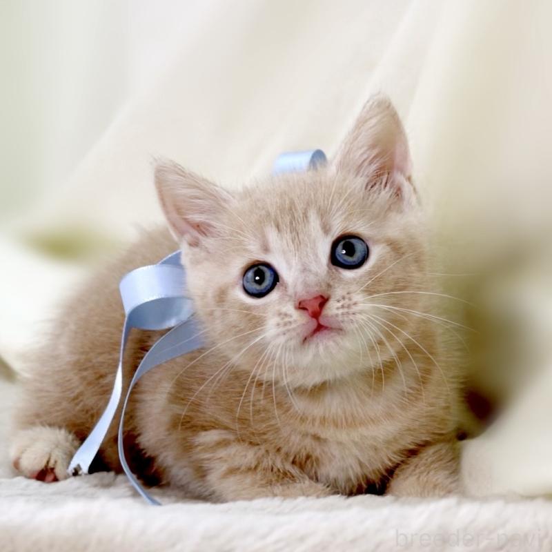 販売中の栃木県のマンチカン-135822の2枚目