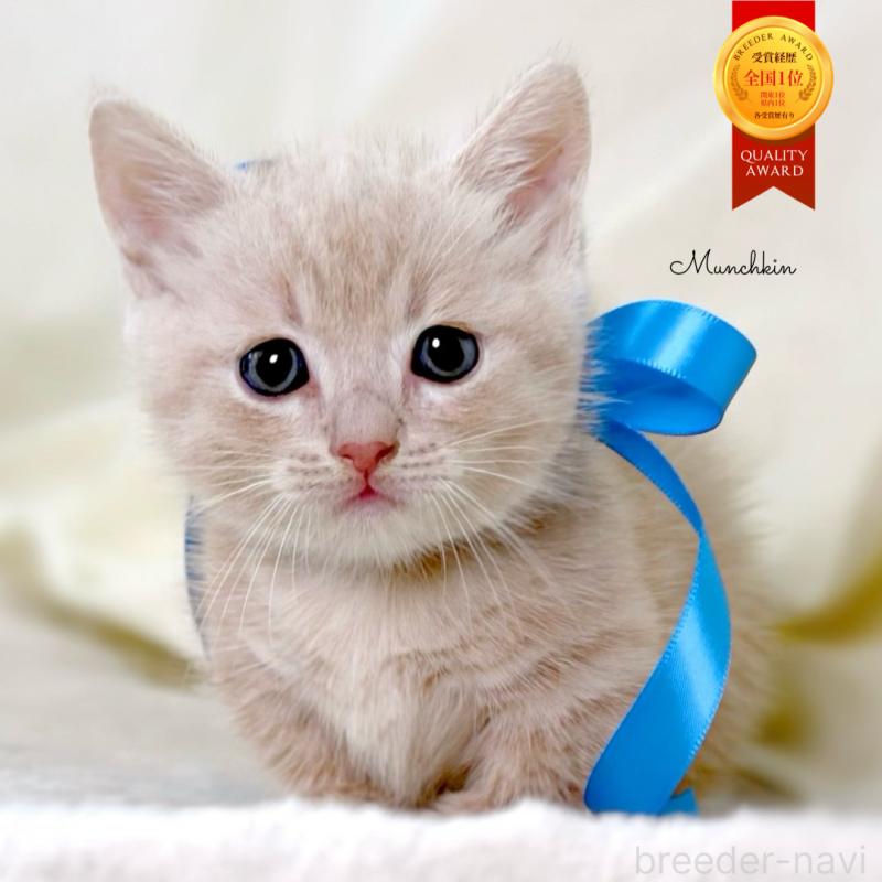 販売中の栃木県のマンチカン(短足)-135823