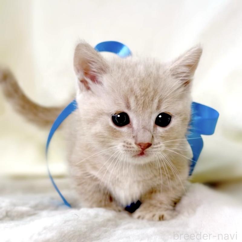 販売中の栃木県のマンチカン(短足)-135823の9枚目