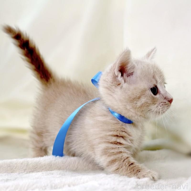 販売中の栃木県のマンチカン(短足)-135823の8枚目