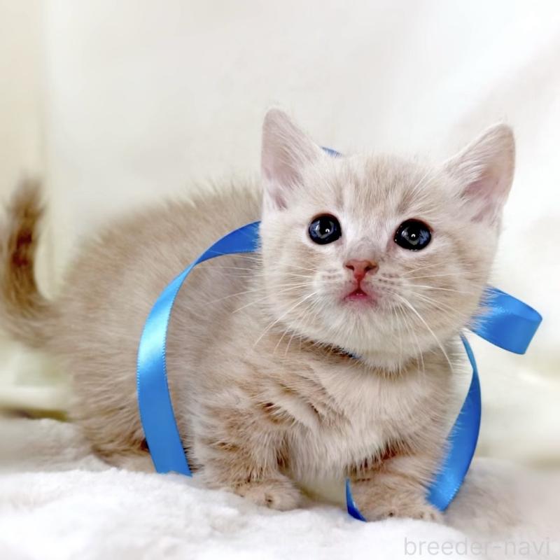 販売中の栃木県のマンチカン(短足)-135823の7枚目