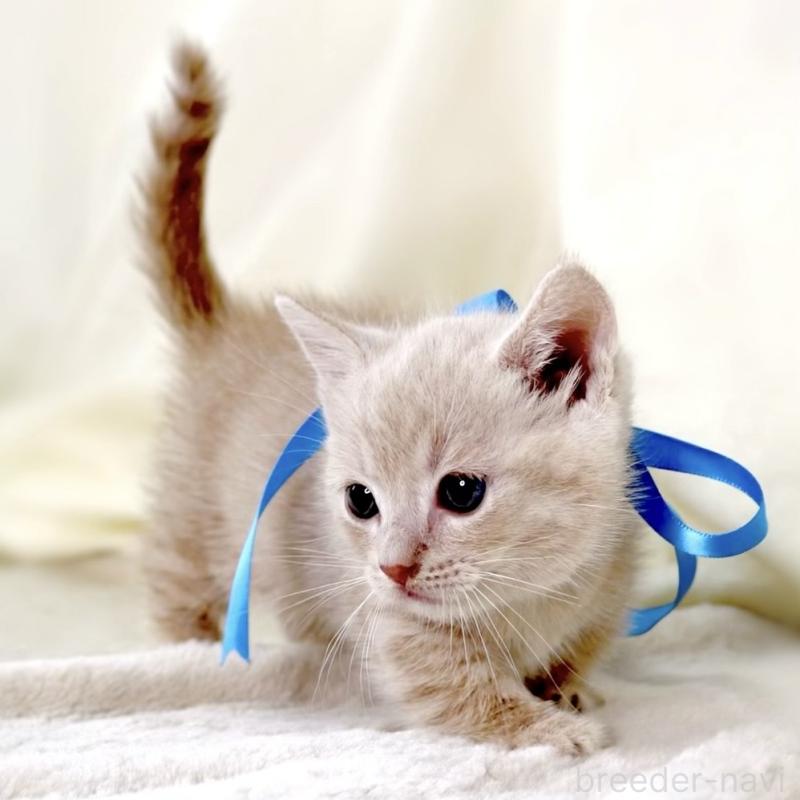 販売中の栃木県のマンチカン(短足)-135823の6枚目