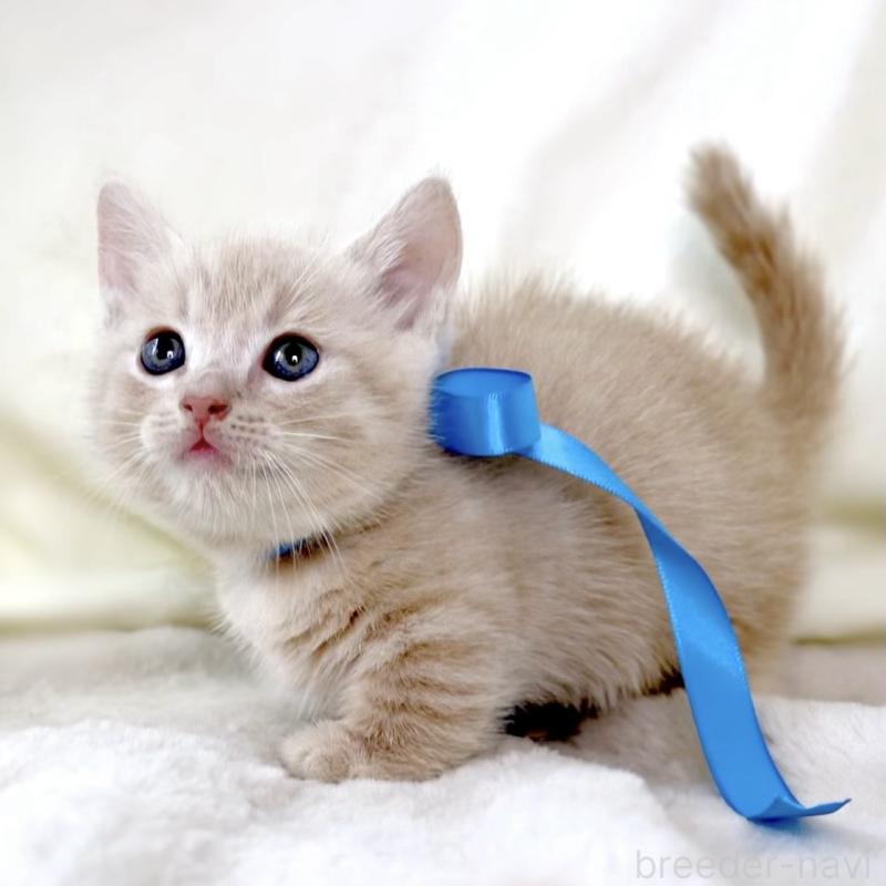 販売中の栃木県のマンチカン(短足)-135823の4枚目