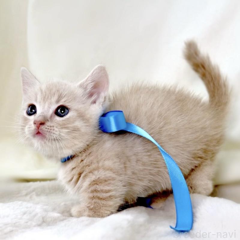 販売中の栃木県のマンチカン(短足)-135823の3枚目