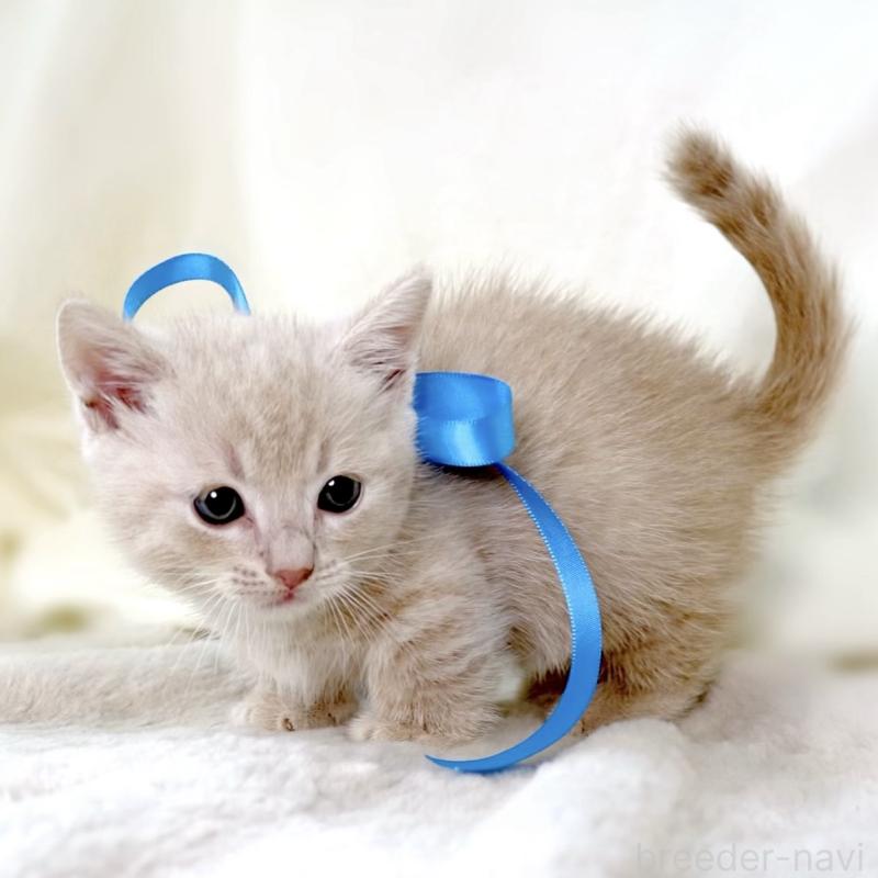 販売中の栃木県のマンチカン(短足)-135823の2枚目