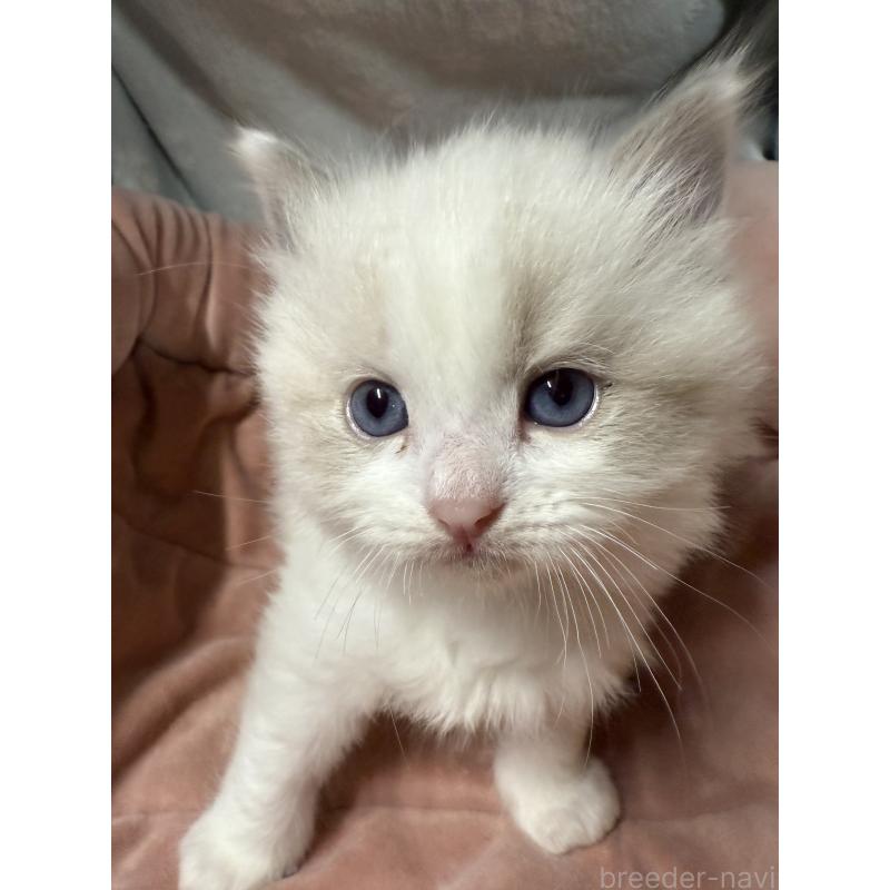 販売中の長野県のラグドール-135824の2枚目