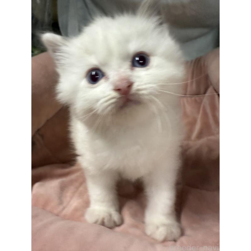 成約済の長野県のラグドール-134851の2枚目