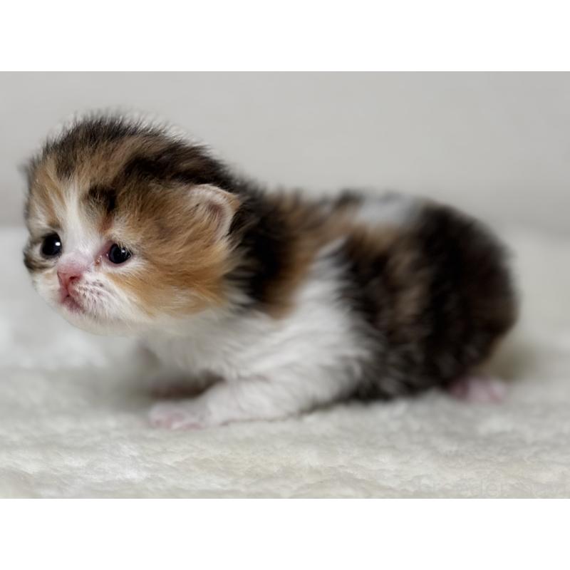 販売中の埼玉県のエキゾチックロングヘア-135173の5枚目