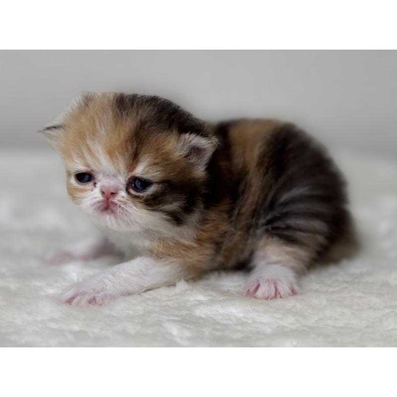 販売中の埼玉県のエキゾチックロングヘア-135174の4枚目