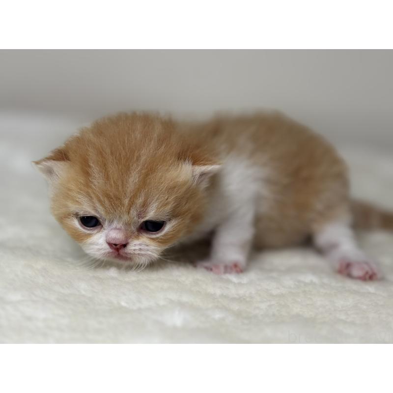 販売中の埼玉県のエキゾチックショートヘア-135172の5枚目