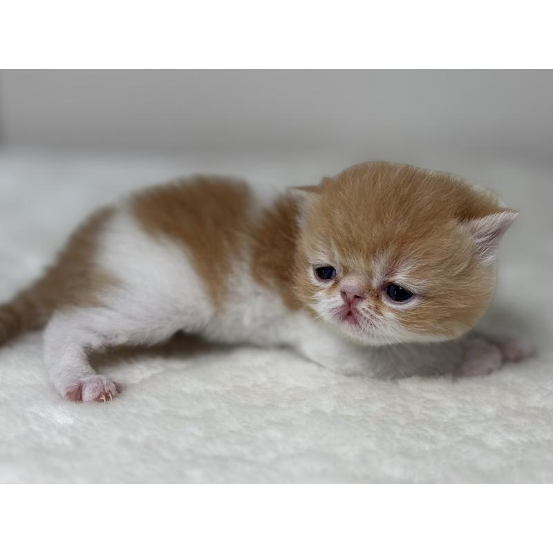 販売中の埼玉県のエキゾチックショートヘア-135171の5枚目