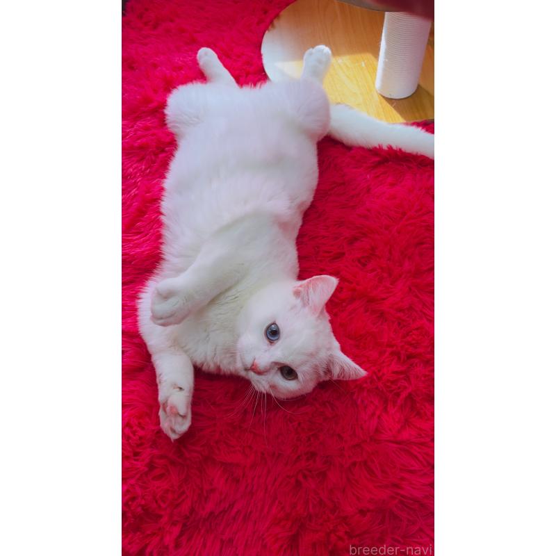 販売中の千葉県のマンチカン-128281の2枚目