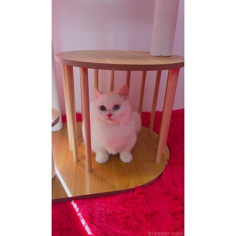 販売中の千葉県のマンチカン-128280の6枚目