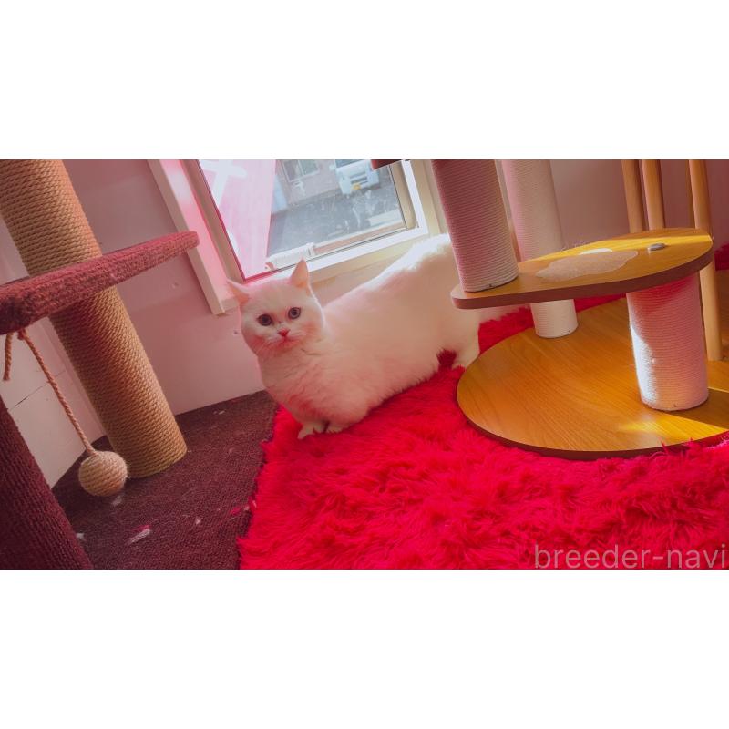 販売中の千葉県のマンチカン-128280の5枚目