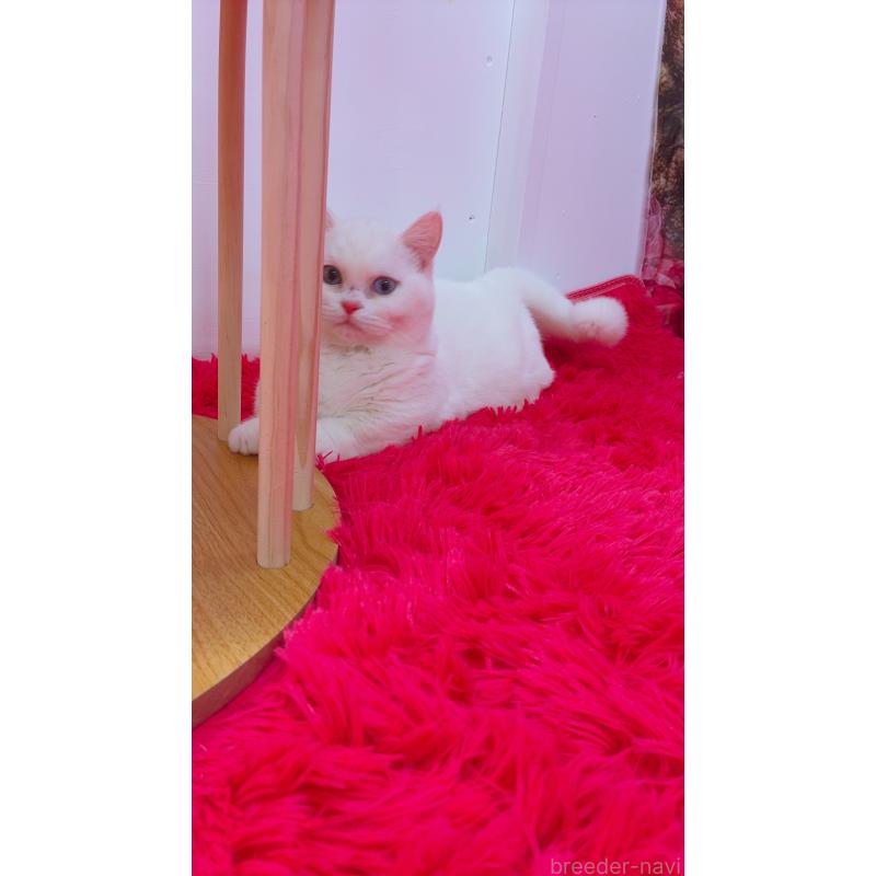 販売中の千葉県のマンチカン-128280の3枚目