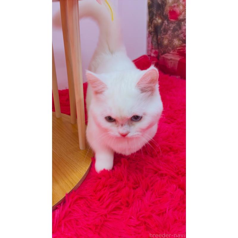 販売中の千葉県のマンチカン-128280の2枚目