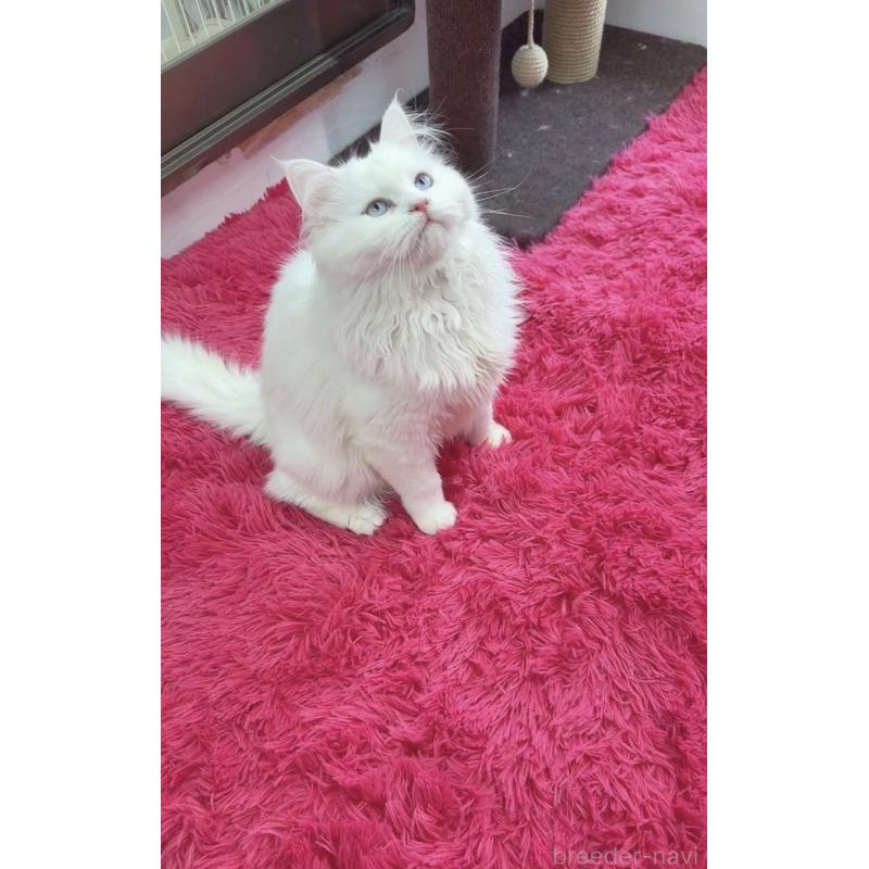 販売中の千葉県のマンチカン-135825の8枚目