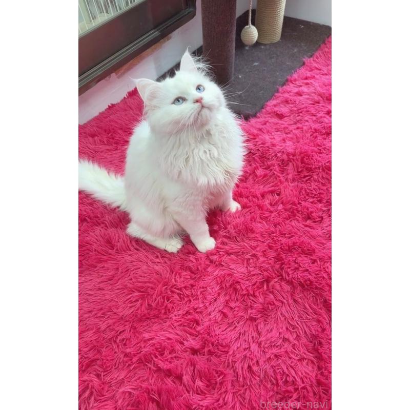 販売中の千葉県のマンチカン-135825の7枚目