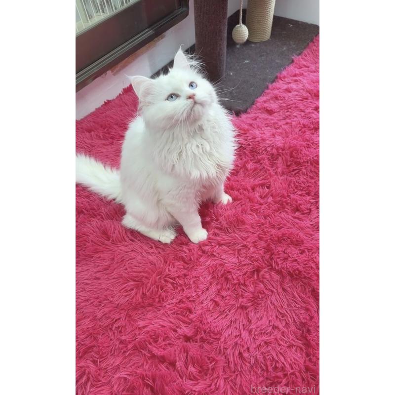 販売中の千葉県のマンチカン-135825の5枚目