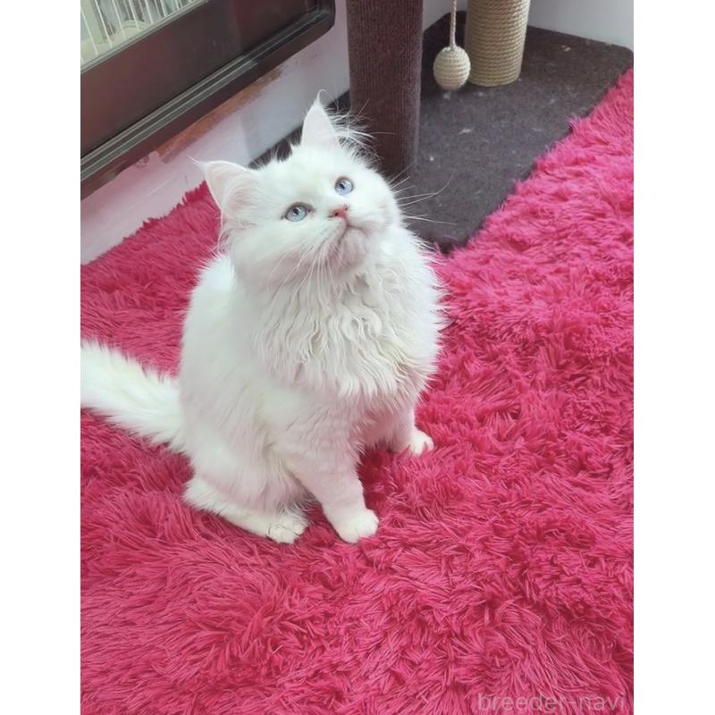 販売中の千葉県のマンチカン-135825の4枚目