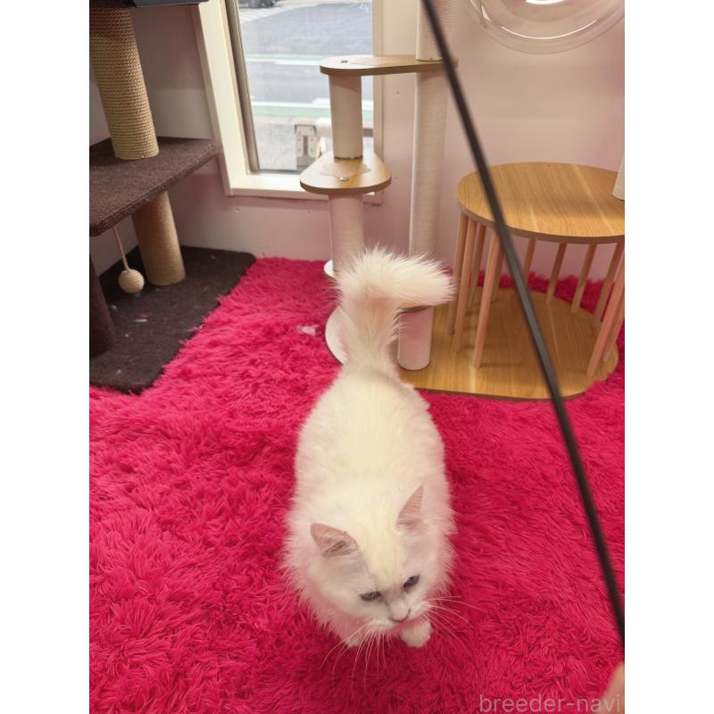 販売中の千葉県のマンチカン-135825の2枚目