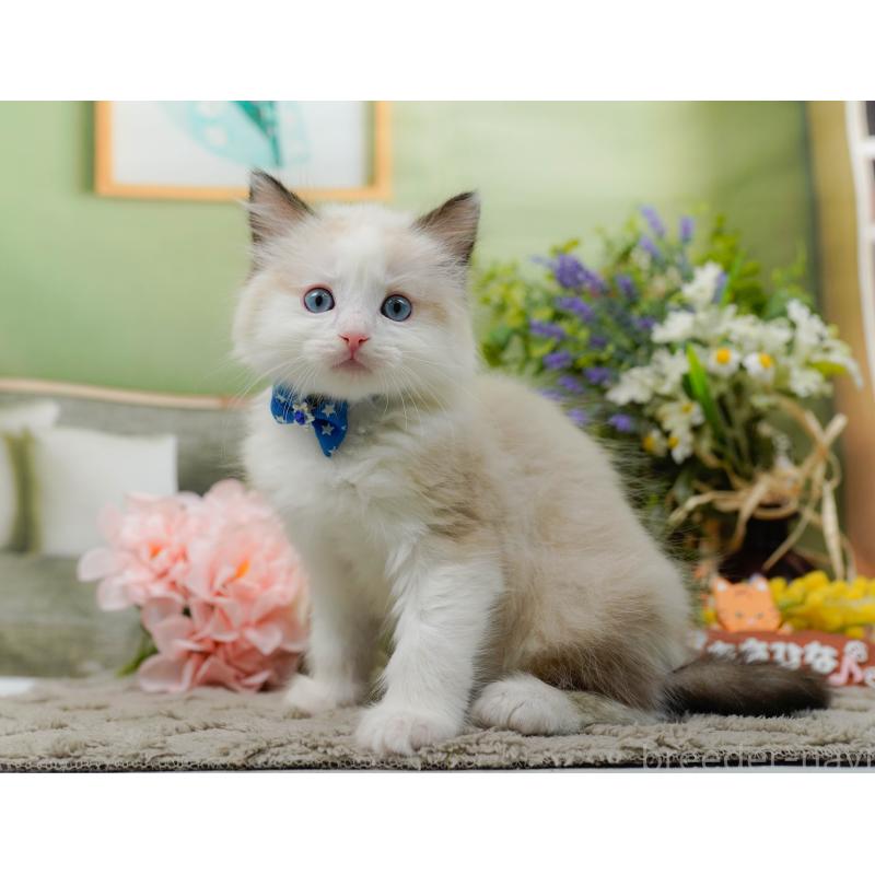 販売中の神奈川県のラグドール-135883の10枚目