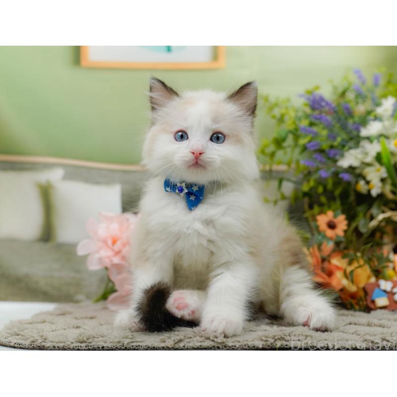 販売中の神奈川県のラグドール-135883の9枚目