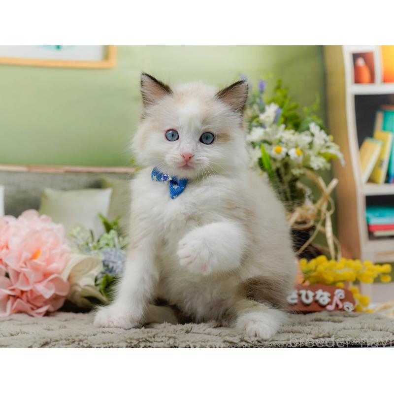 販売中の神奈川県のラグドール-135883の7枚目