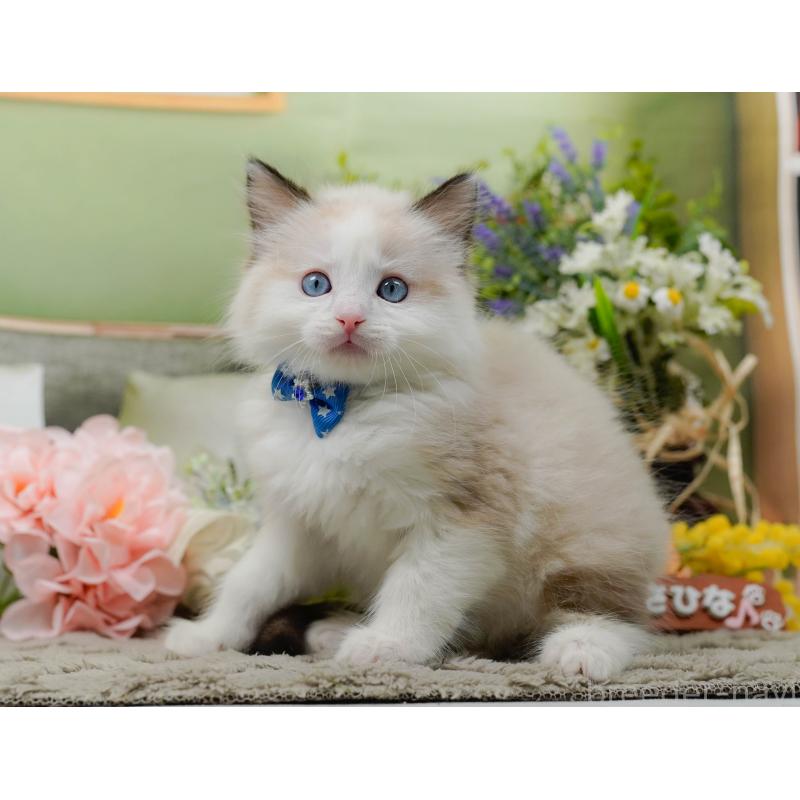 販売中の神奈川県のラグドール-135883の6枚目