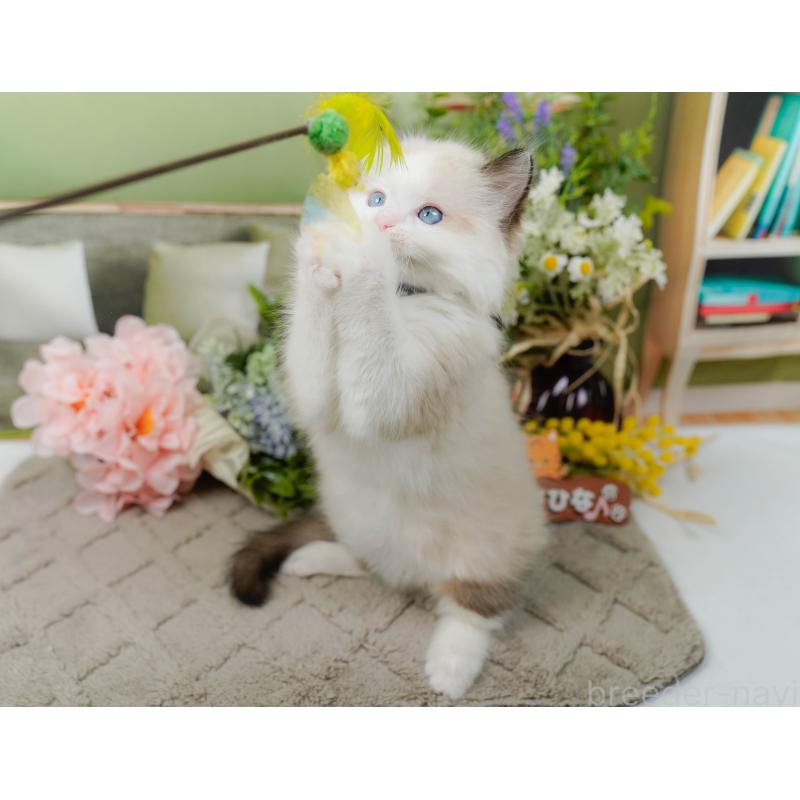 販売中の神奈川県のラグドール-135883の5枚目