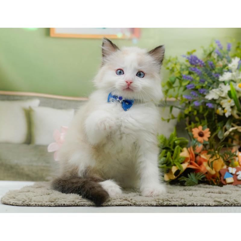 販売中の神奈川県のラグドール-135883の4枚目