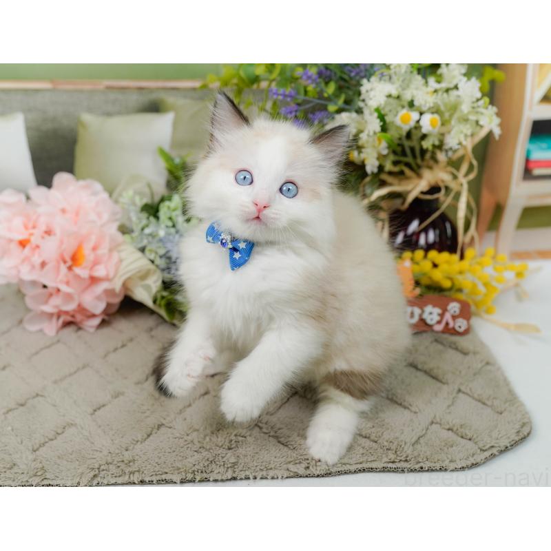 販売中の神奈川県のラグドール-135883の2枚目