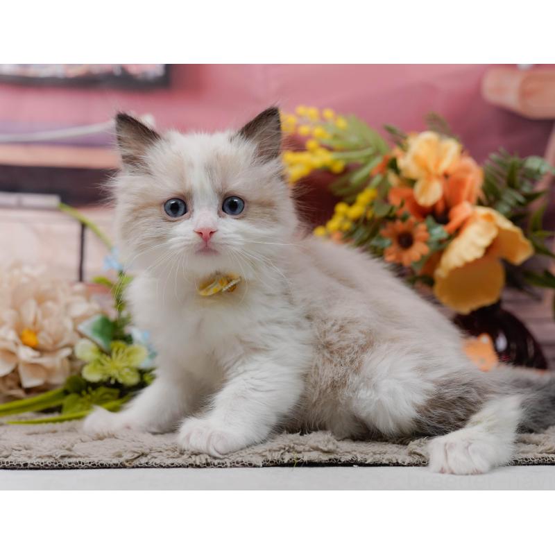 販売中の神奈川県のラグドール-135884の10枚目