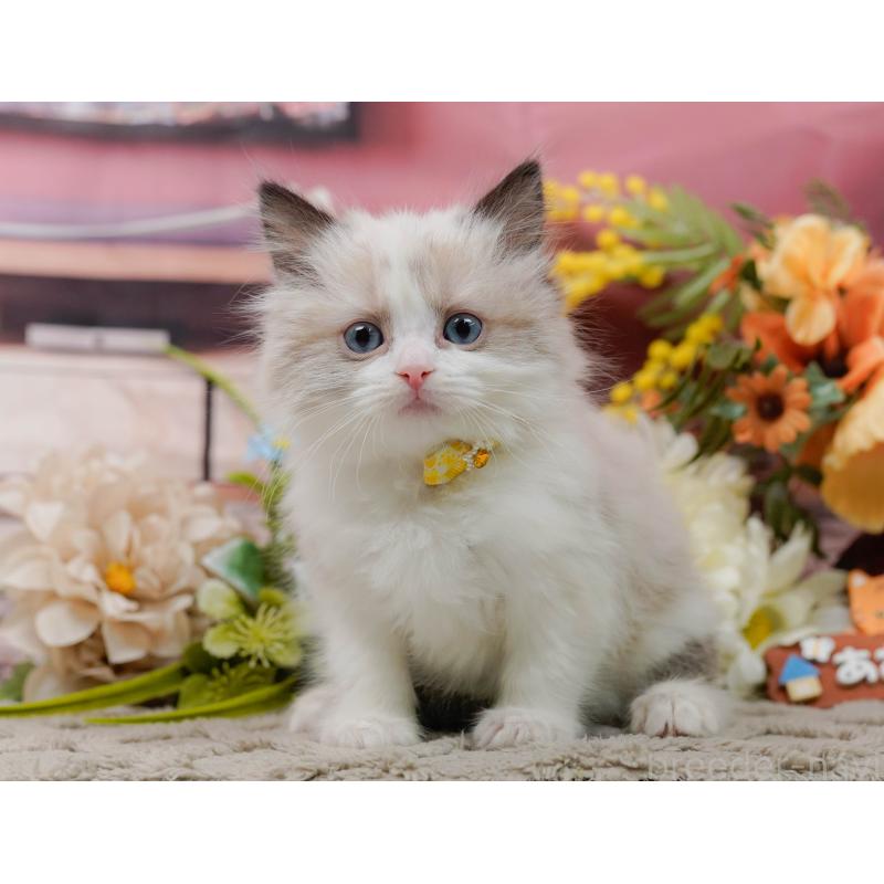 販売中の神奈川県のラグドール-135884の9枚目