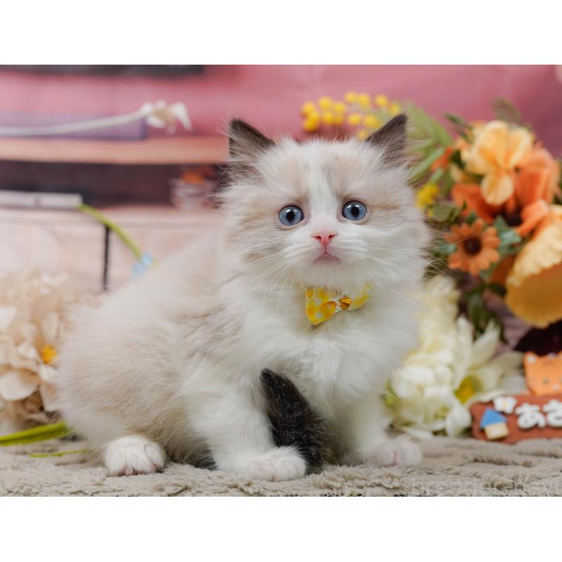 販売中の神奈川県のラグドール-135884の8枚目