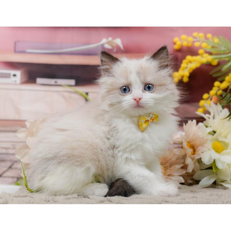 販売中の神奈川県のラグドール-135884の7枚目