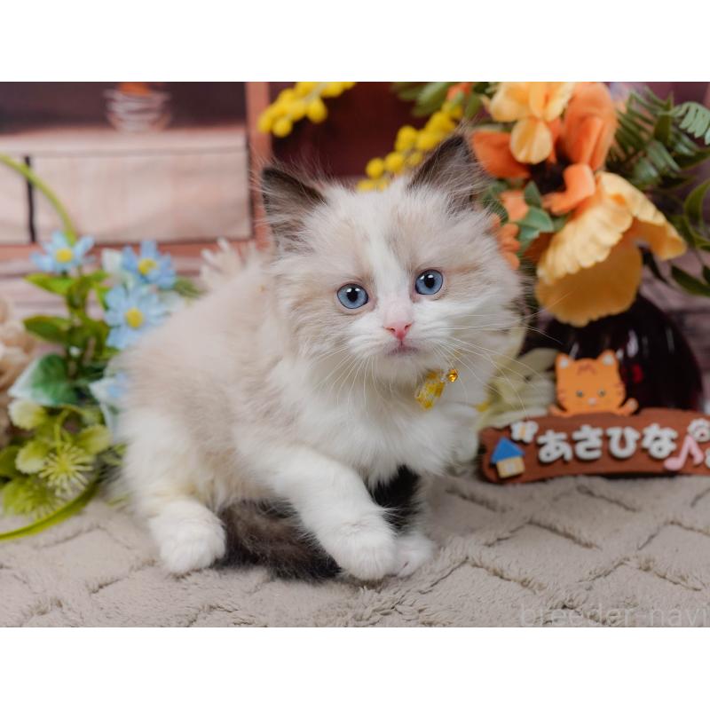 販売中の神奈川県のラグドール-135884の6枚目