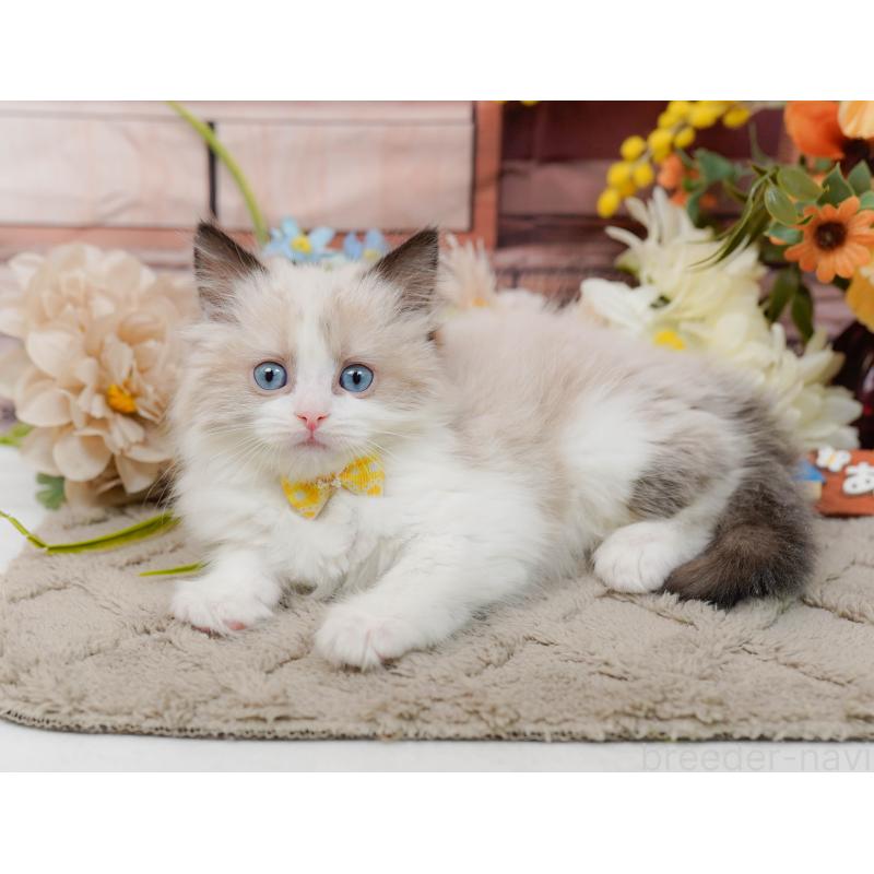 販売中の神奈川県のラグドール-135884の4枚目