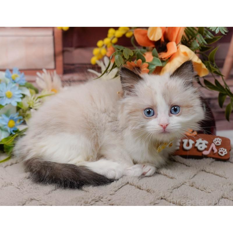 販売中の神奈川県のラグドール-135884の3枚目