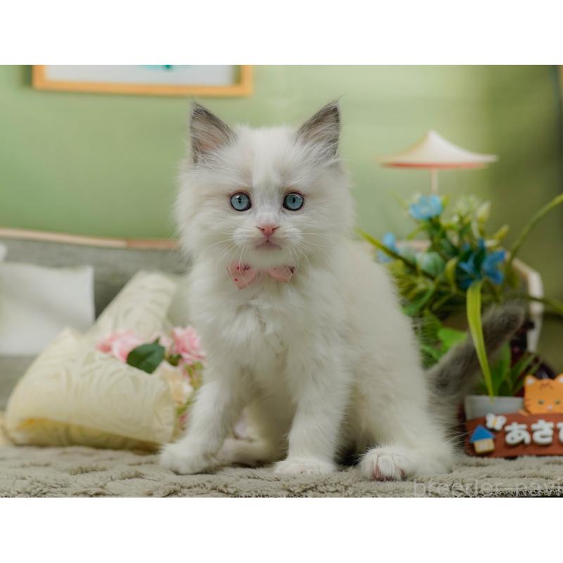 販売中の神奈川県のラグドール-135885の10枚目