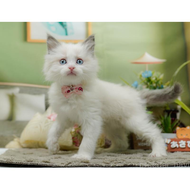 販売中の神奈川県のラグドール-135885の9枚目