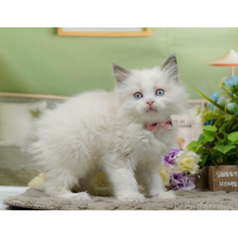 販売中の神奈川県のラグドール-135885の8枚目